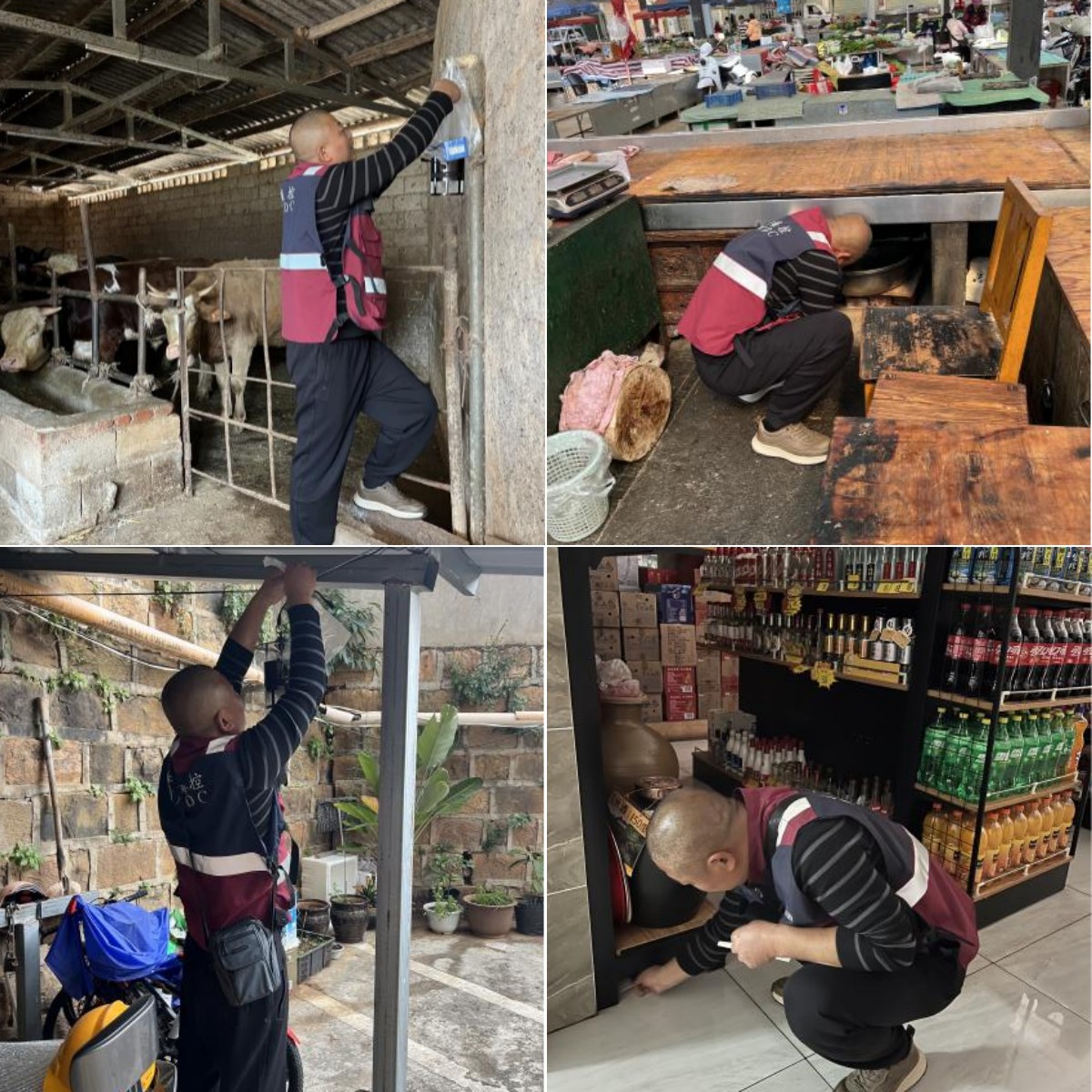 监测病媒密度,守护百姓健康--新平县扎实开展一季度城区病媒生物密度监测工作