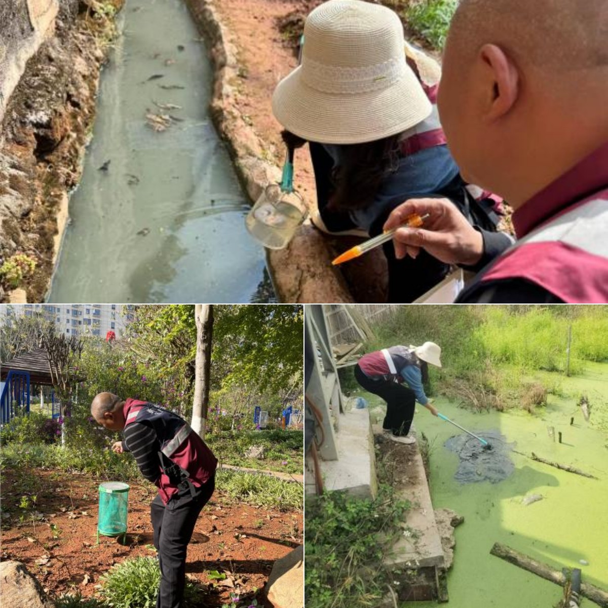 监测病媒密度,守护百姓健康--新平县扎实开展一季度城区病媒生物密度监测工作