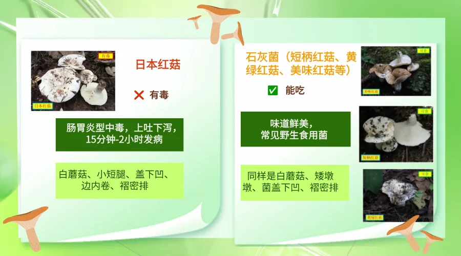 “我以为我认识,但它‘变’了”——凭经验采食野生菌,是在用命开盲盒