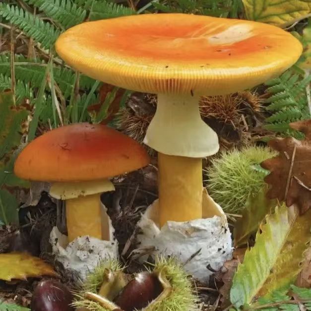 “我以为我认识,但它‘变’了”——凭经验采食野生菌,是在用命开盲盒