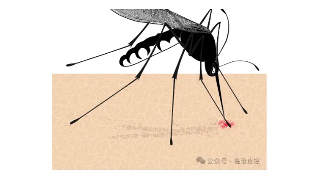 盛夏蚊扰须警惕 多病同防护安康——登革热与基孔肯雅热同步防控指南