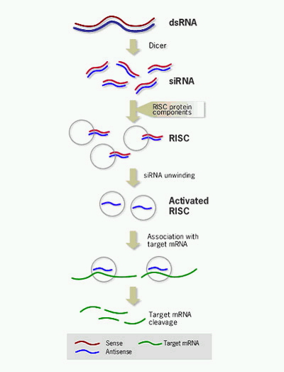 rnai原理示意图:紫色为正义rna段,蓝色为反义rna段,绿色为目标信使rna